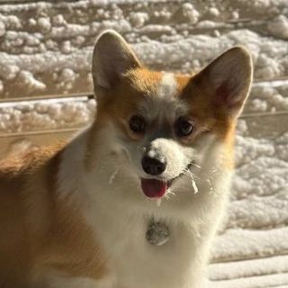 Chizhiin FACEIT avatar
