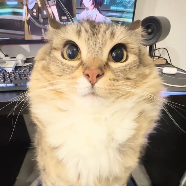 Faceit Avatar