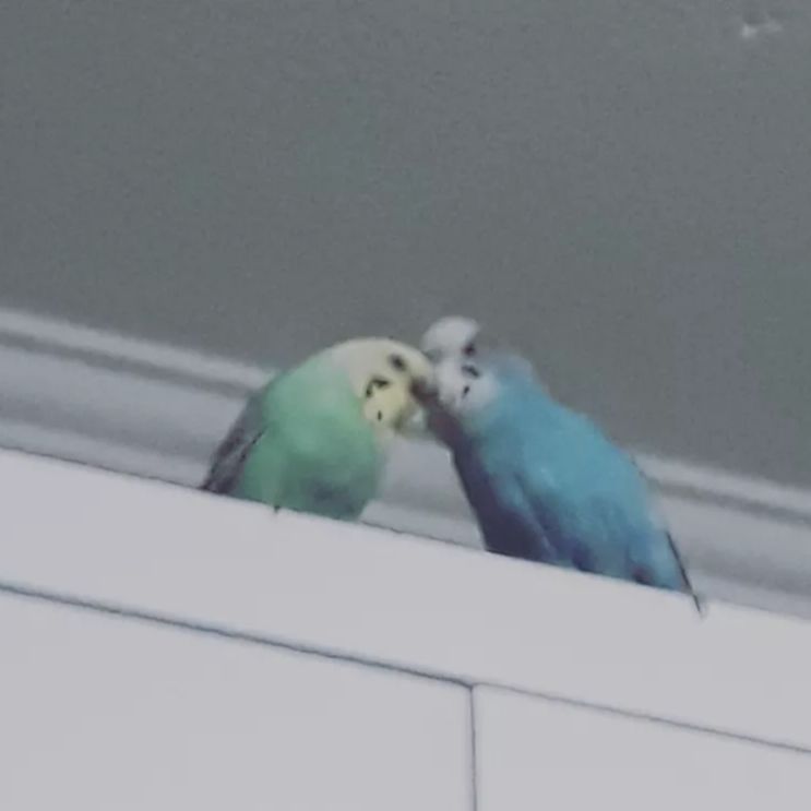BIRD_21