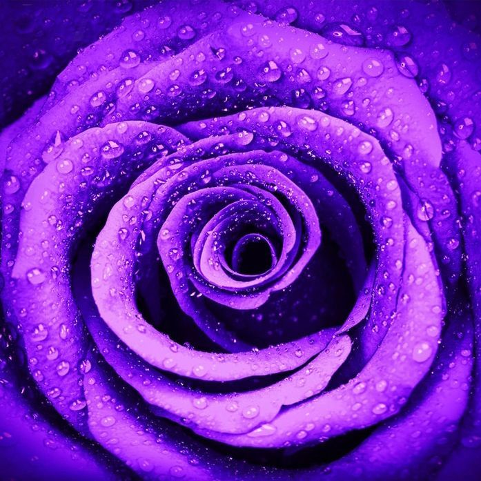 Rose025