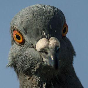 Pigeonous avatar