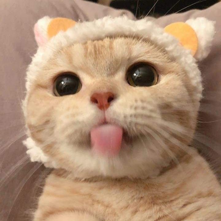 MADULE