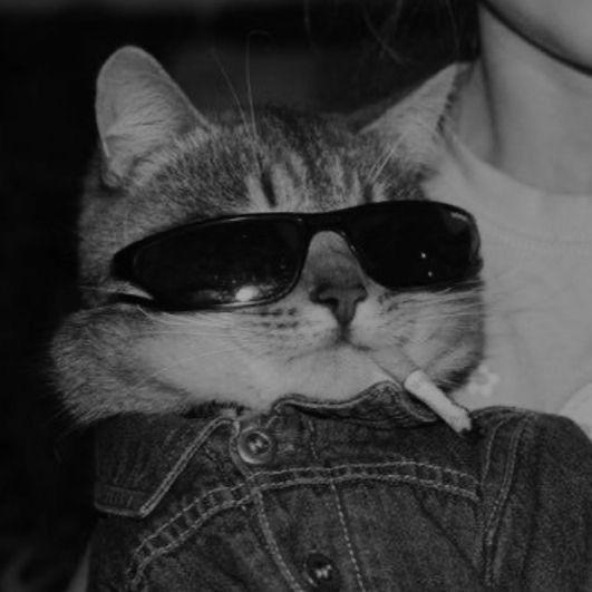 CAT PLAYERS