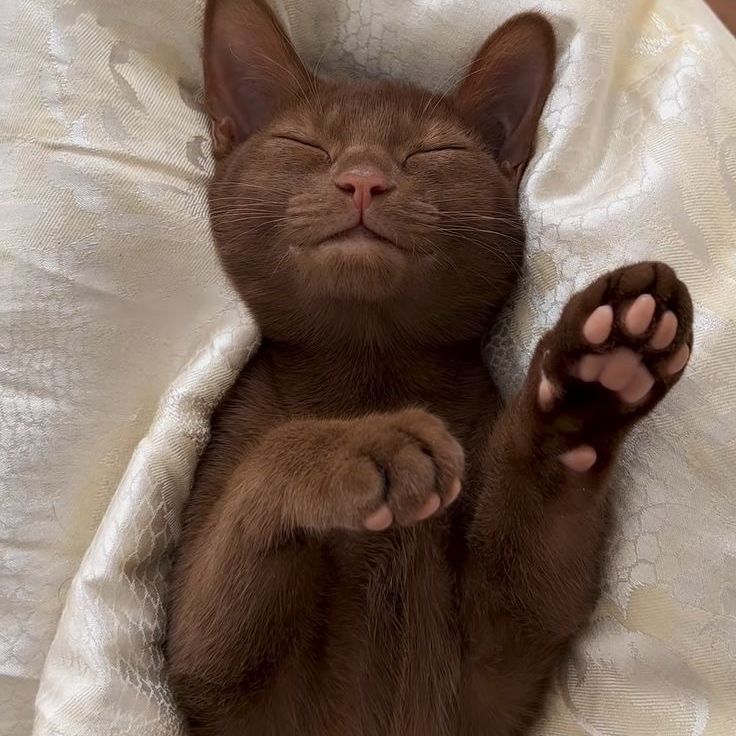 Daiiii