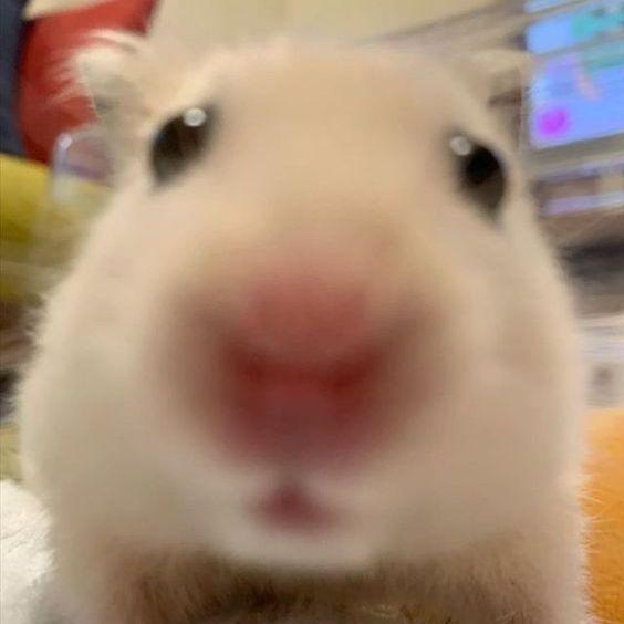 hamsterie avatar