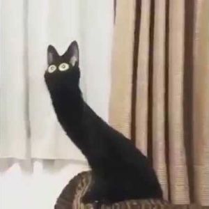 -N0XI-