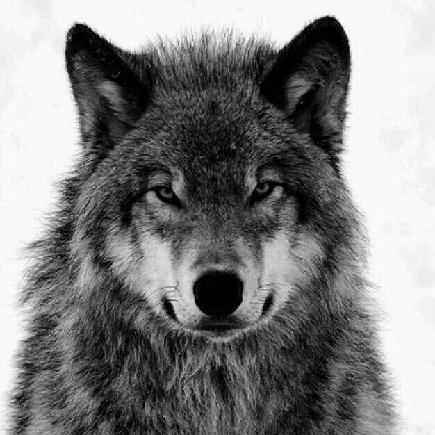 _plscvk avatar