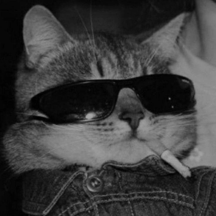 pArad0xz avatar