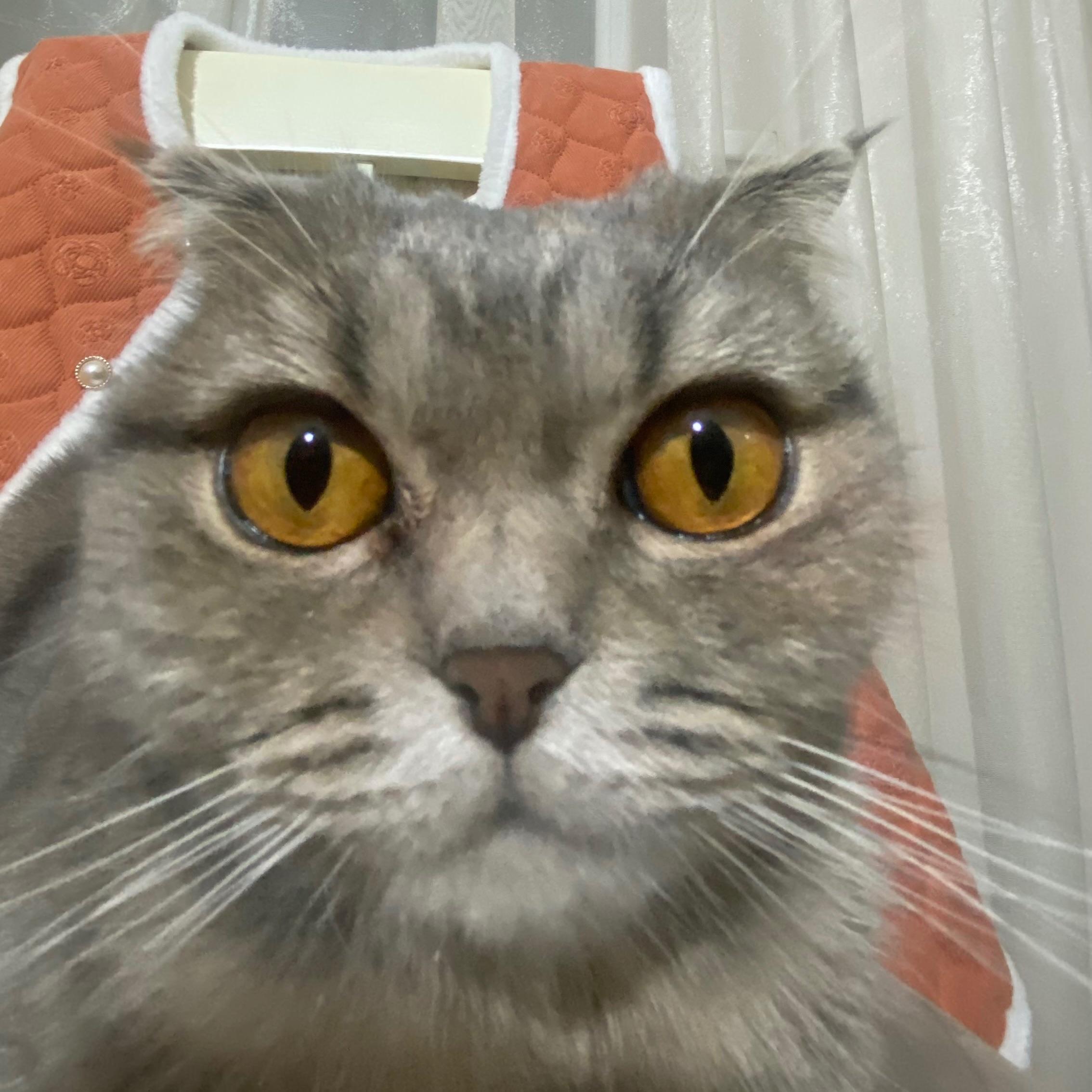 MakimaPeeeeK avatar
