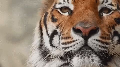 ForestTiger FACEIT avatar