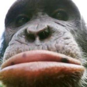 SoloBaruka avatar