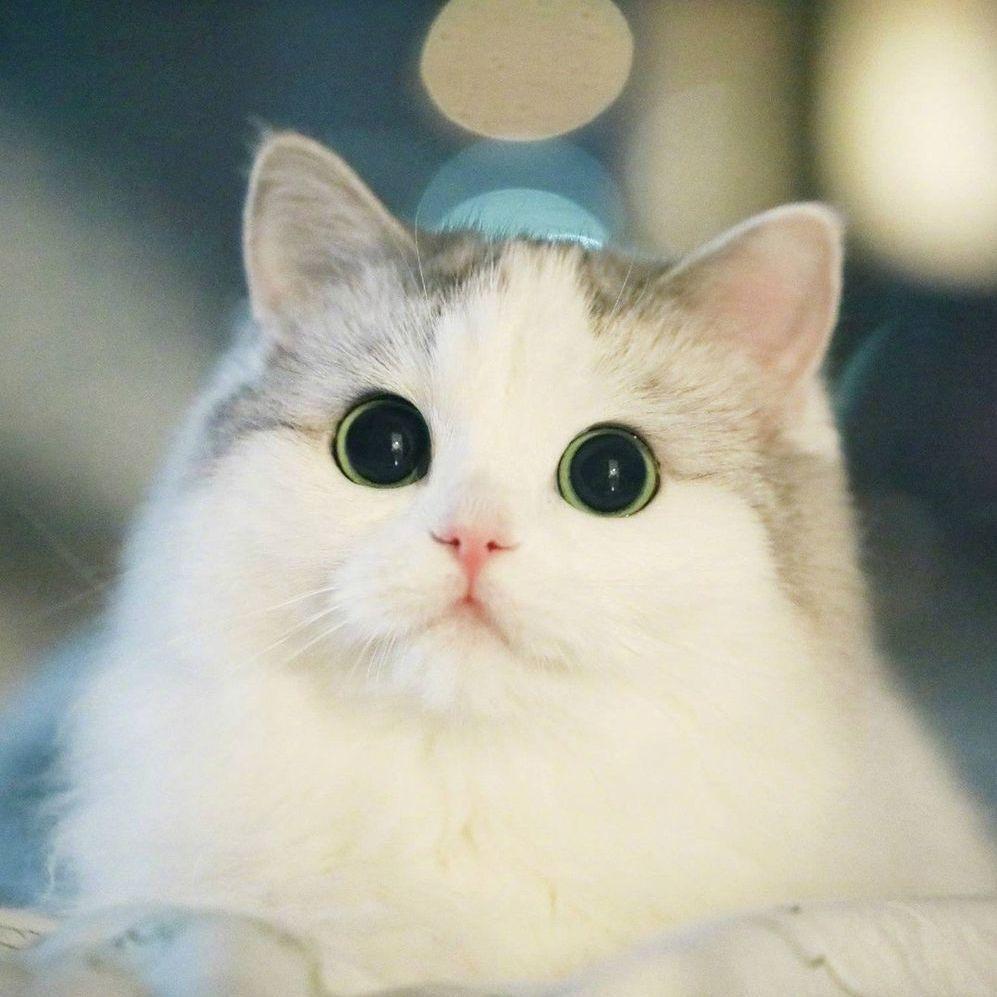 moore_meow avatar