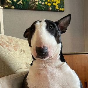dogsuccer