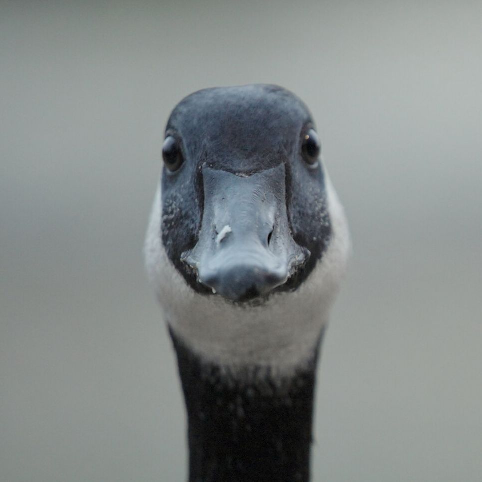 honk_