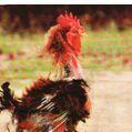 Gaviao avatar