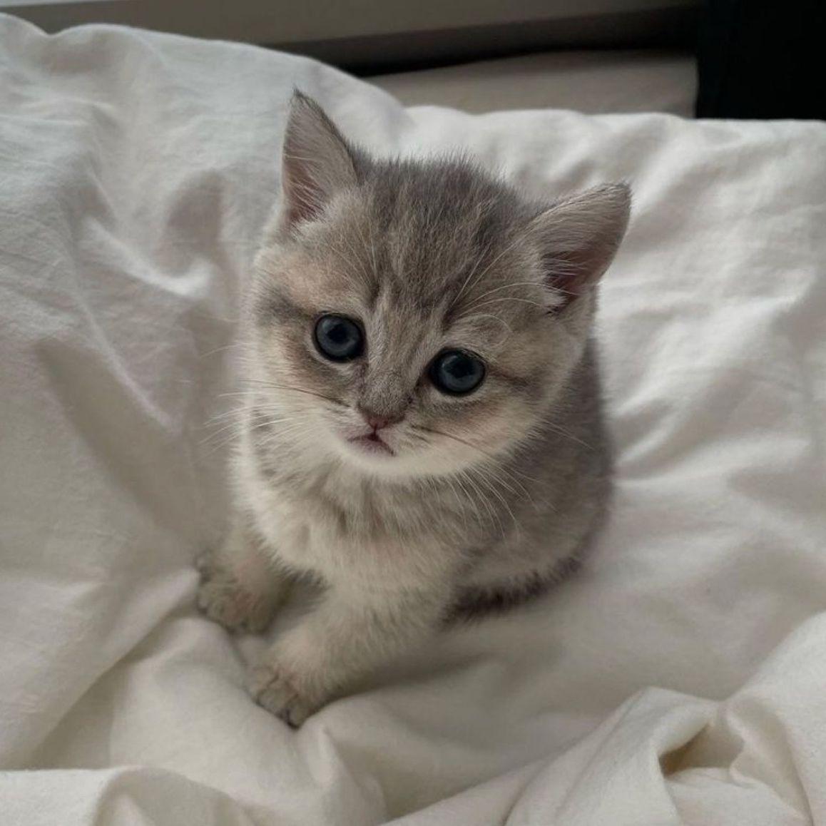 Kitsupopo