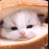 Bread1337