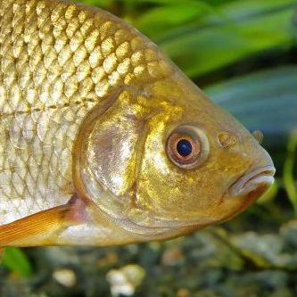 crucian