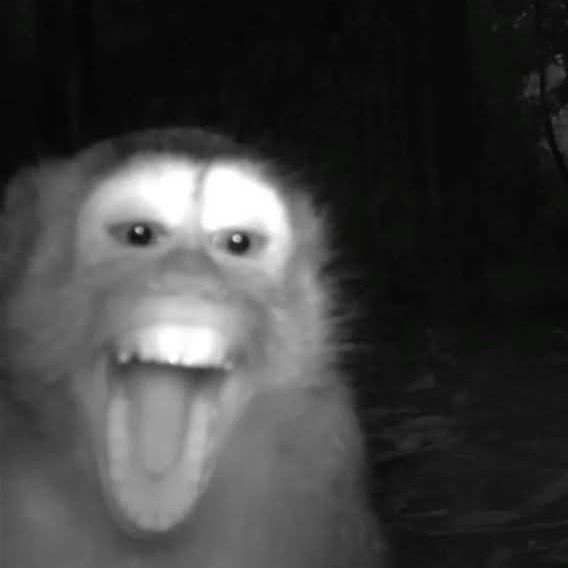 sdui avatar