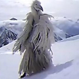 gokart74