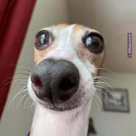 Poriko avatar