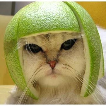 MelonCat1100