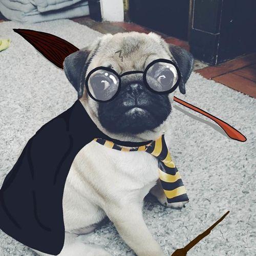 Player Pugpudding avatar