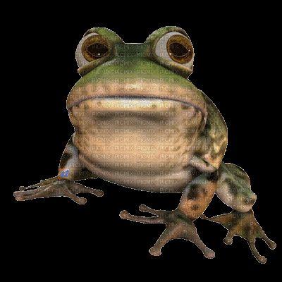 Fr0g-
