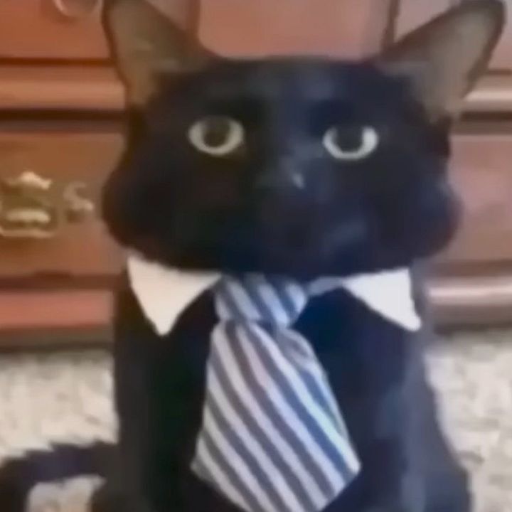 zoofeeI