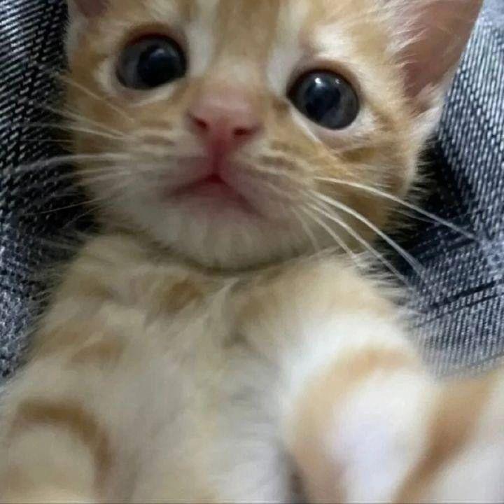 conyscc avatar