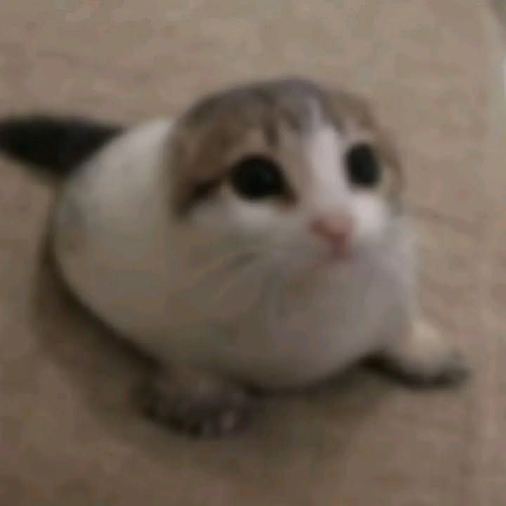 Matiwoss