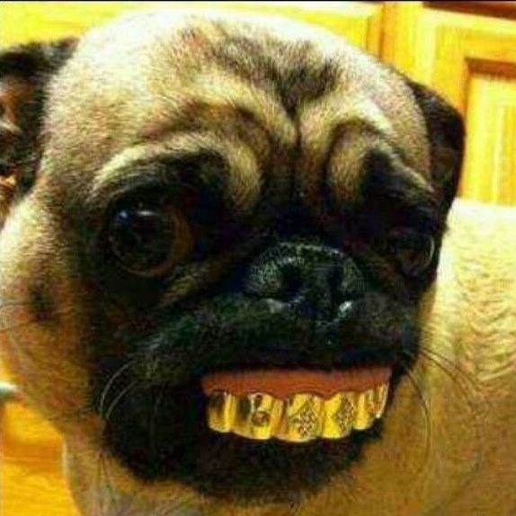 Daddy_Mops
