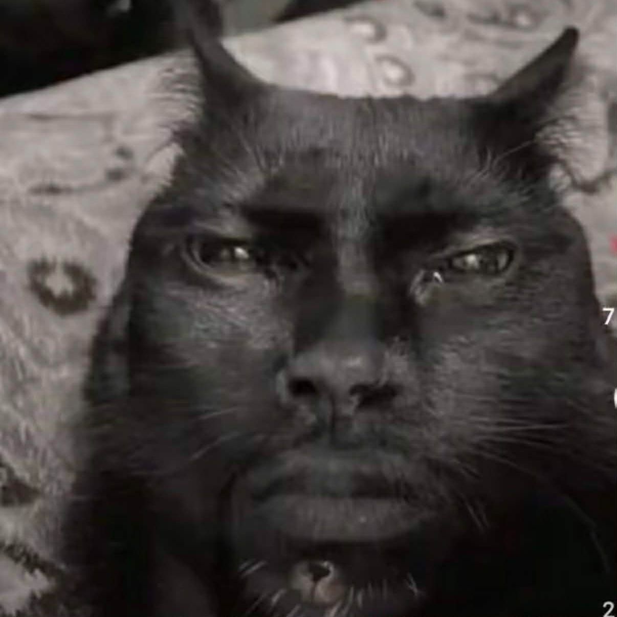 OG_Pitek