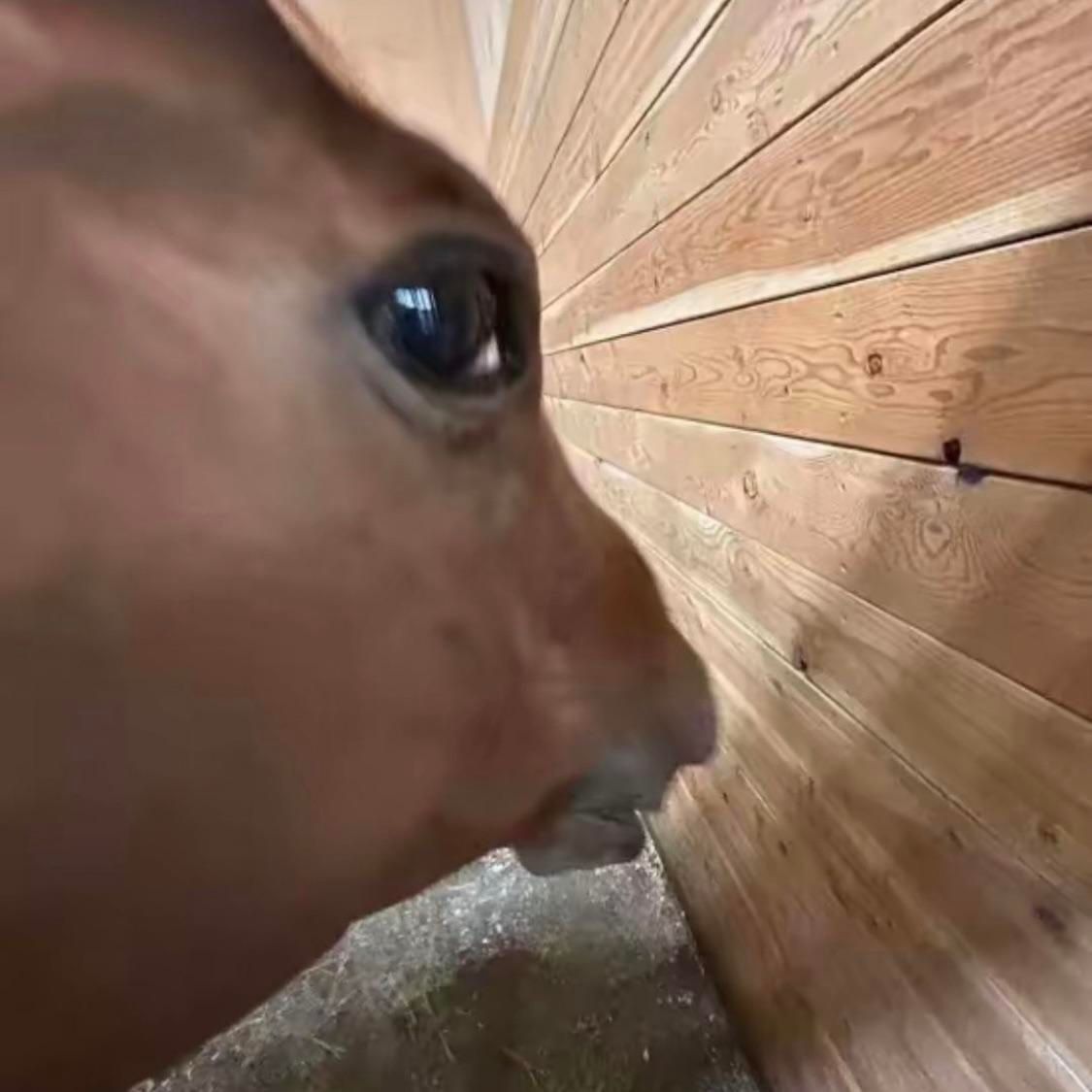 PickmanLOOKS