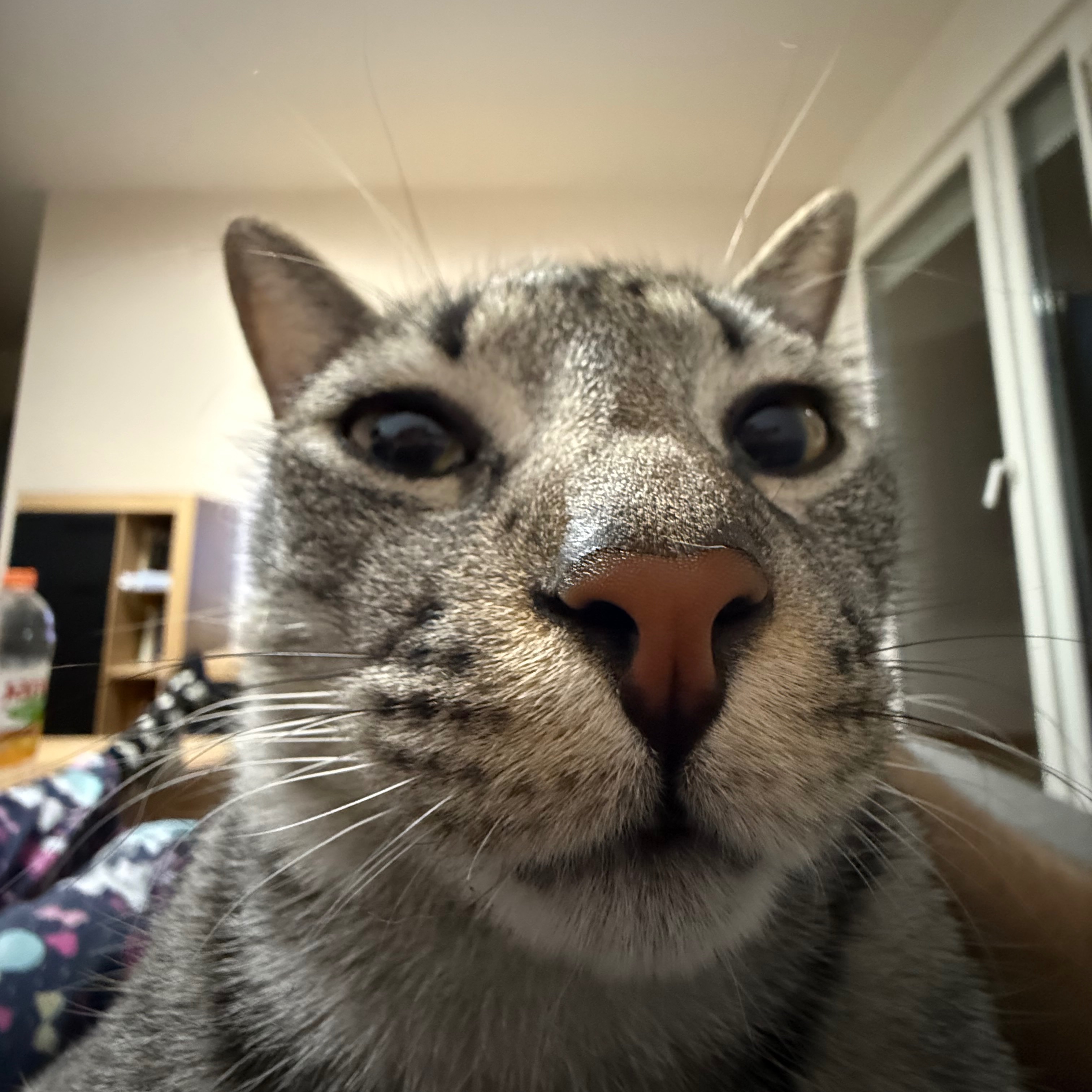 Toddzzz