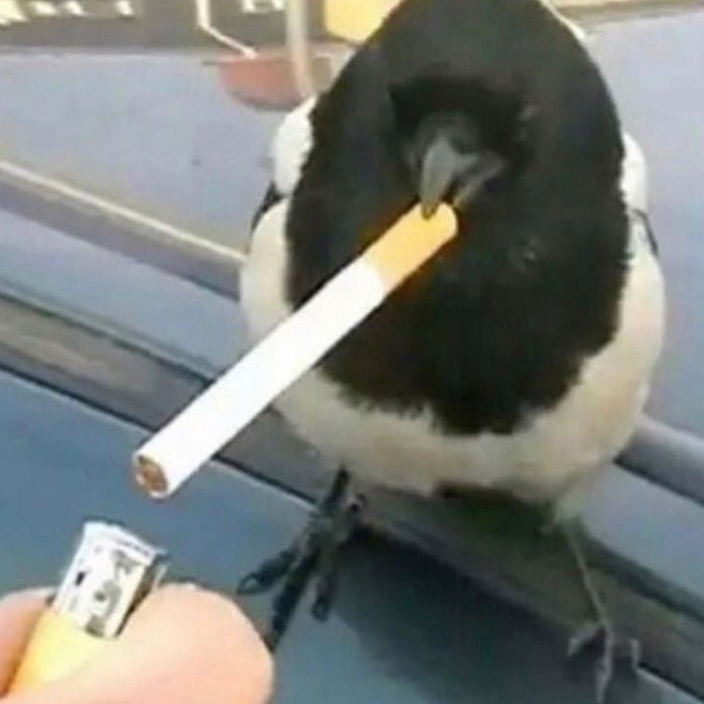 yupi-yo