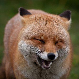 foxbeR avatar