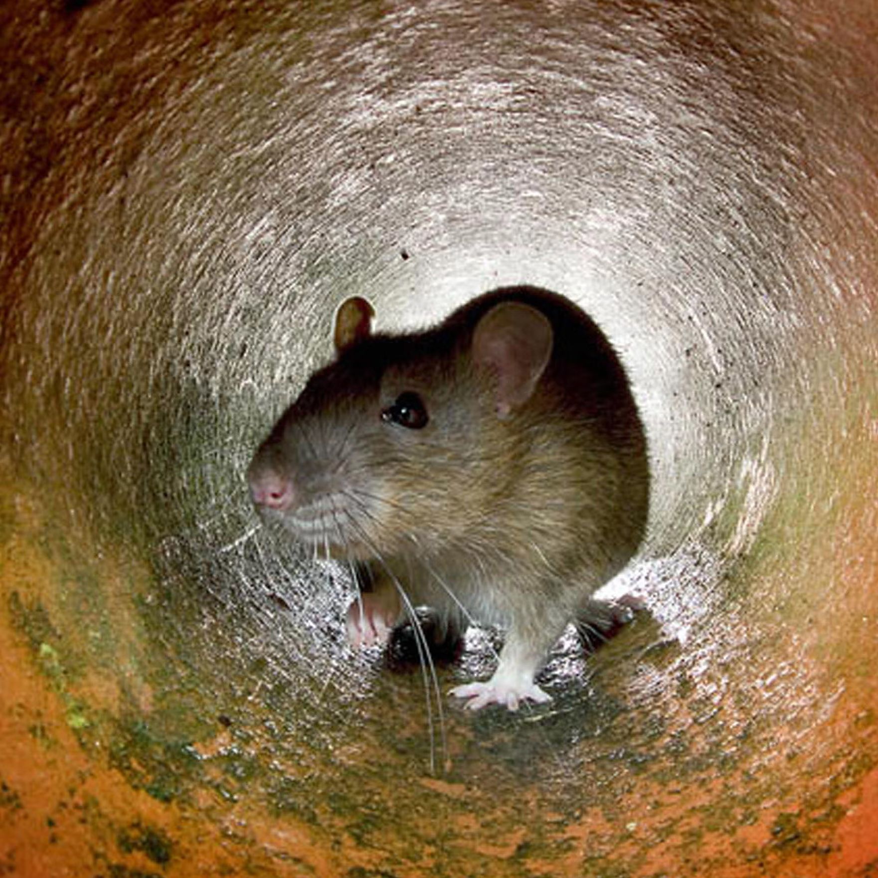 TheChosenRat