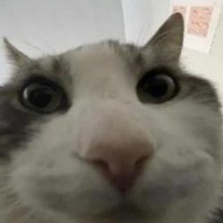 spinnz avatar