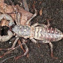 dinzyndor040