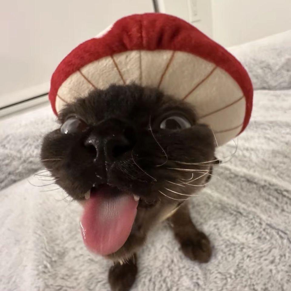 kuplu_mamu avatar