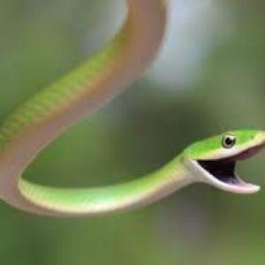 SNAKE2h avatar