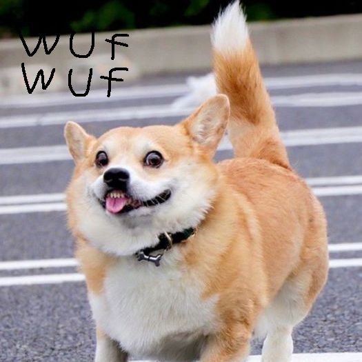 Barking Boomers