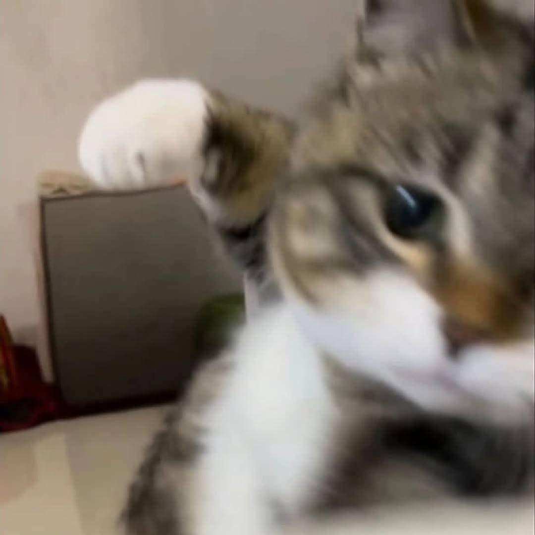 Hamsterpants avatar