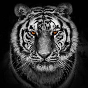 Player Uzbek--Tiger avatar