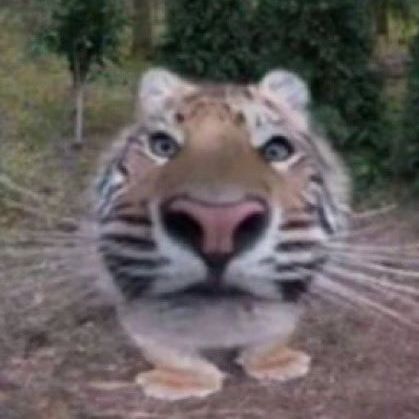 dwnrnksyndrm