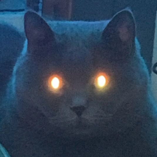 AyuDiego