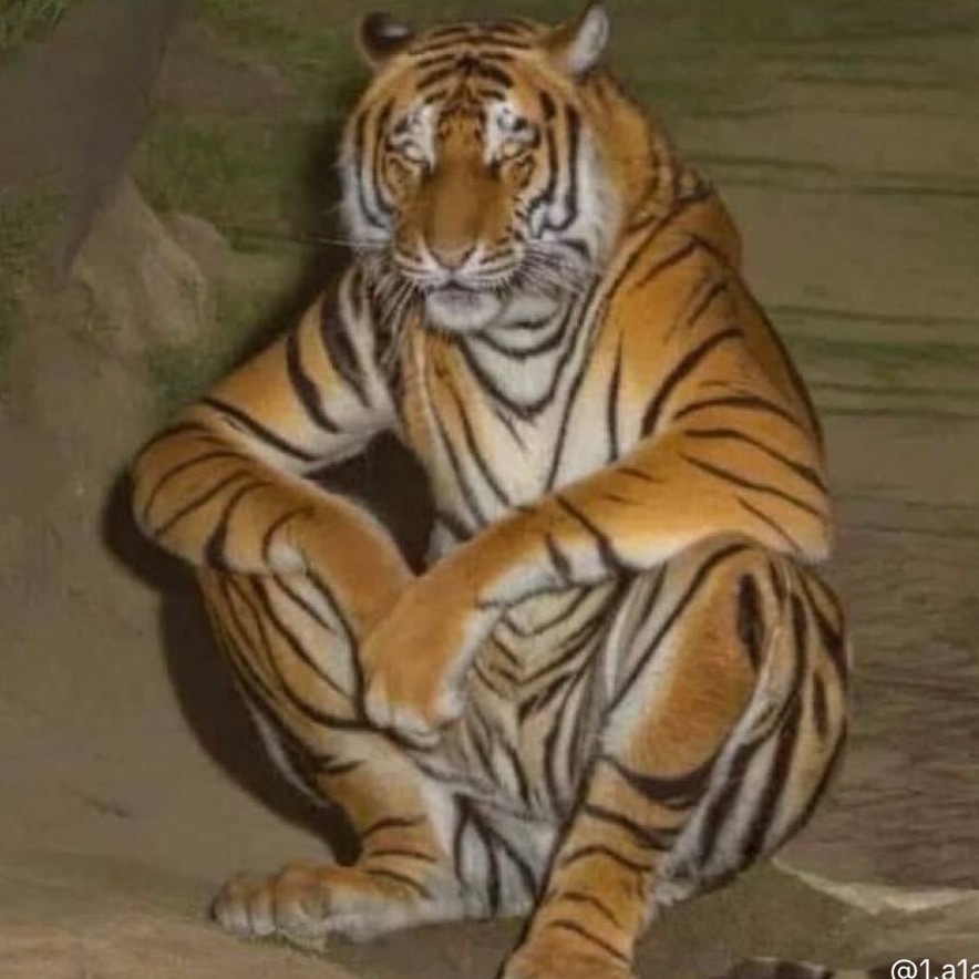 bengalbek