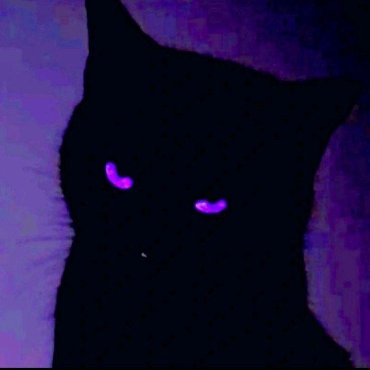 chesn0ker- avatar