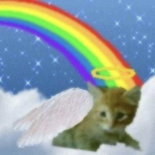 kittykatecs avatar